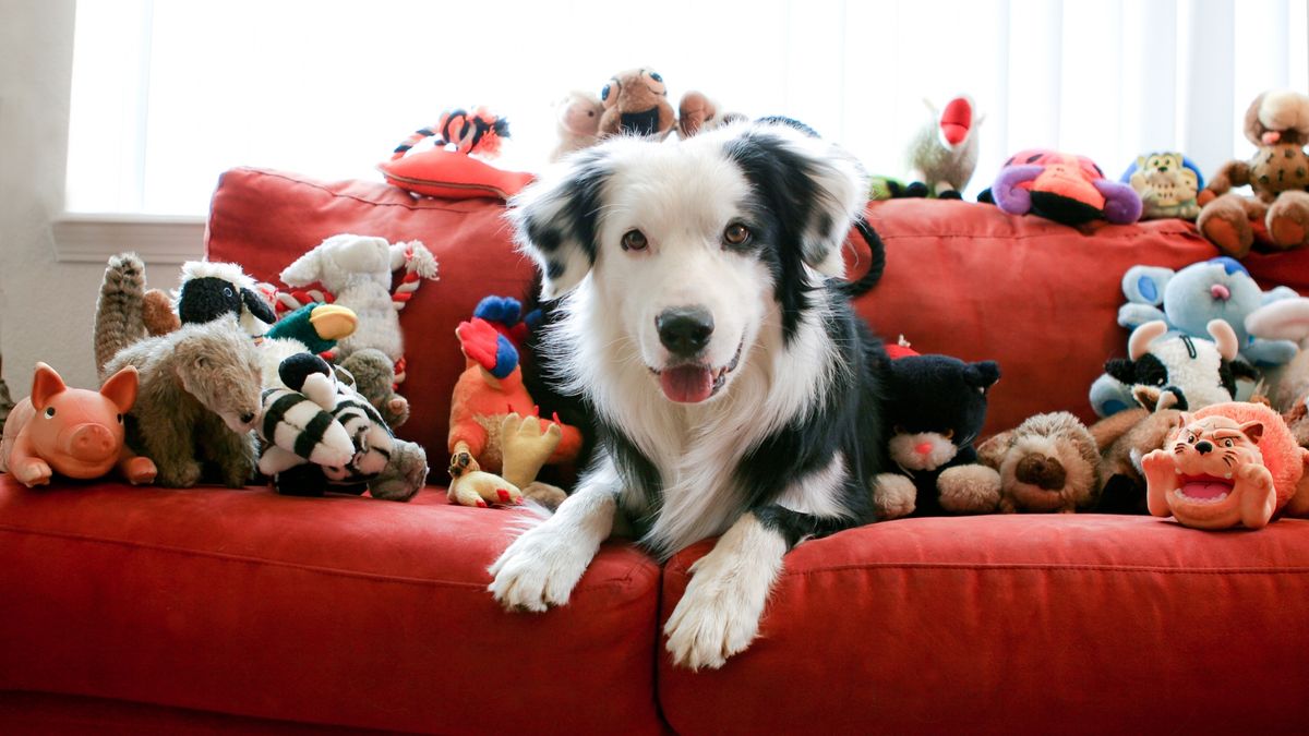 Dog smiling surrounded by many stuffed toys on red sofa