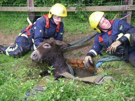 Donkeyrescuebig.jpg