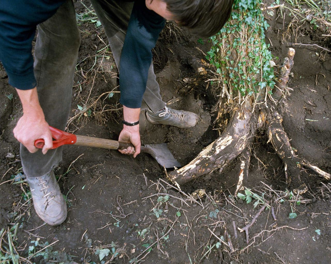 How to kill tree roots ways to remove them from your plot Gardeningetc