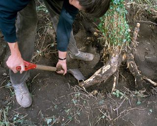 digging up tree root