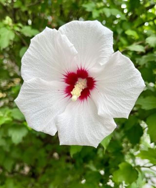 A white flower of a Rose of Sharon up-close