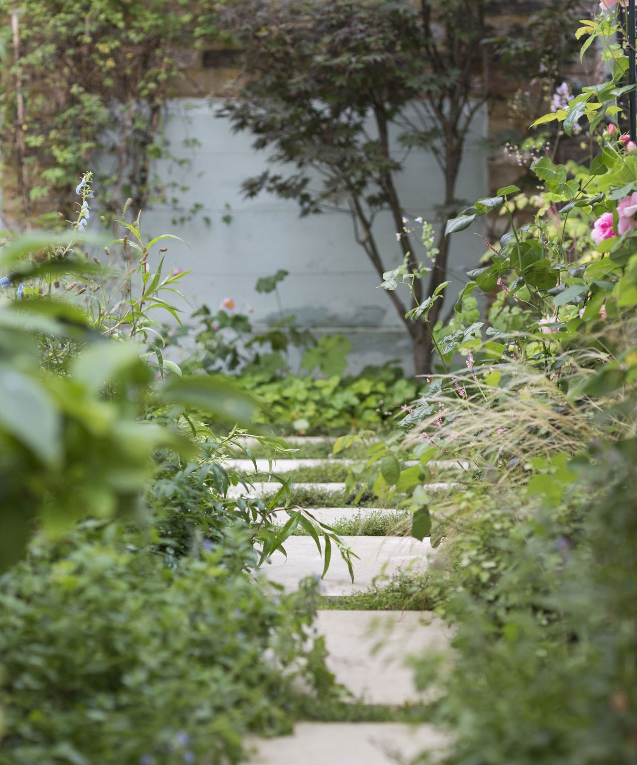 garden path in small garden with lots of plants