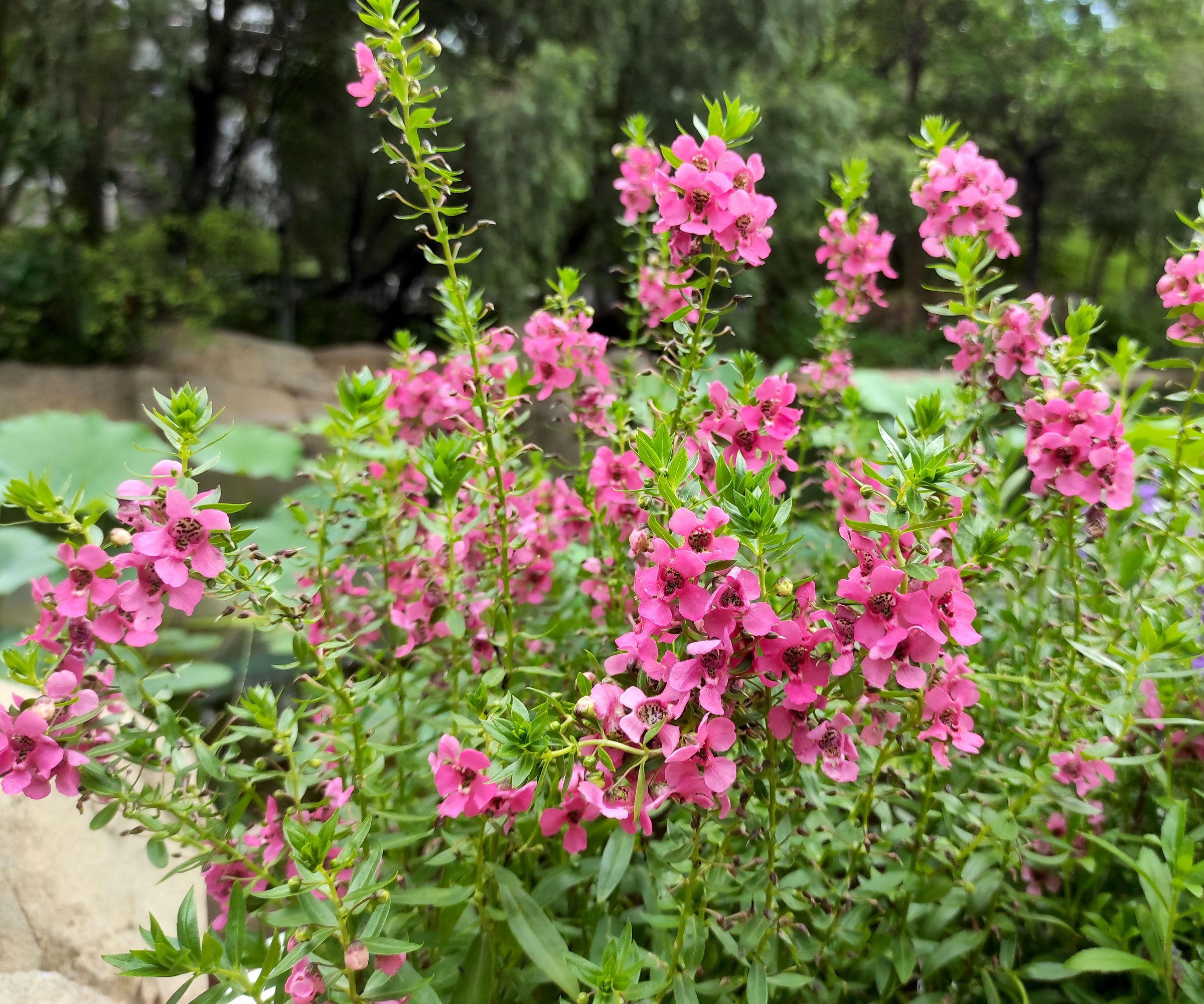 angelonia plants with pink flowers in garden container