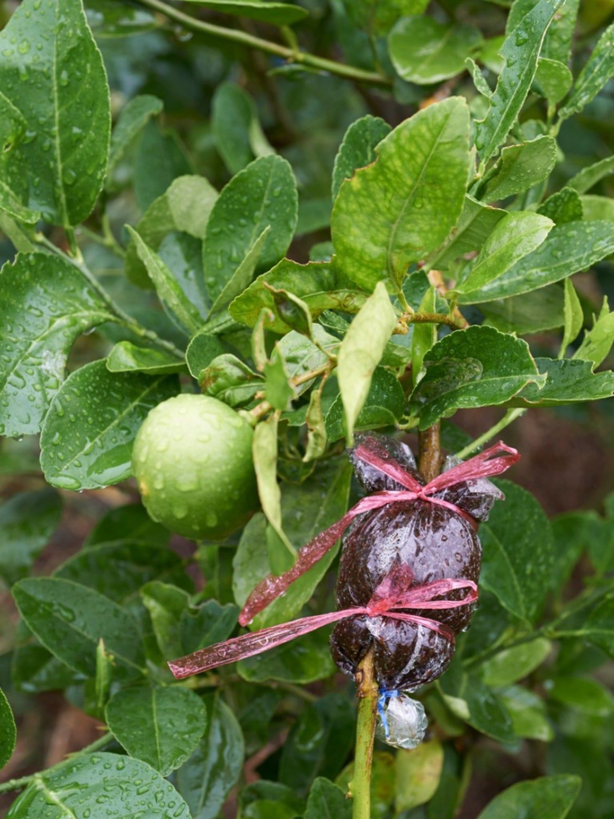 A Dish Garden