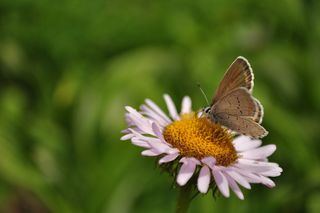 Plebejus anna Butterflies are good indicators of how climate change will affect other wildlife.