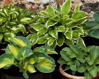 A group of Hosta plants growing in a pot