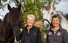 Spanish-holiday-horses.jpg