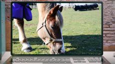 Alamy-JFE774_391898321_669007132.jpg