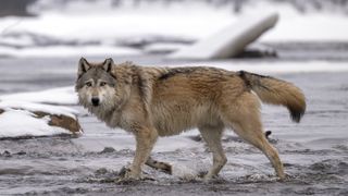 a gray wolf standing in a river surrounded by a frozen landscape