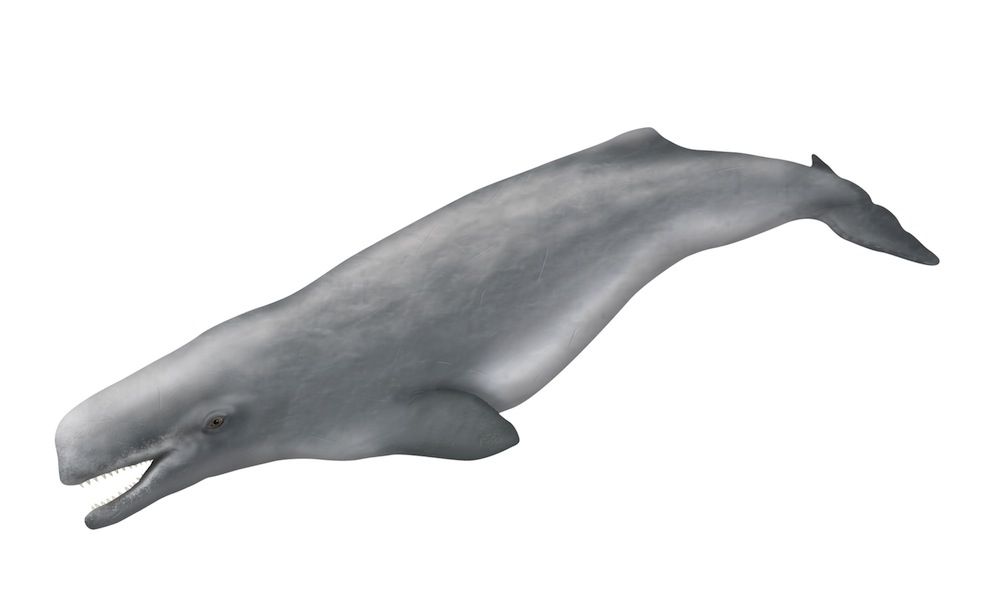 Ancient sperm whale 