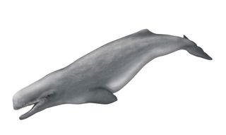 Ancient sperm whale 