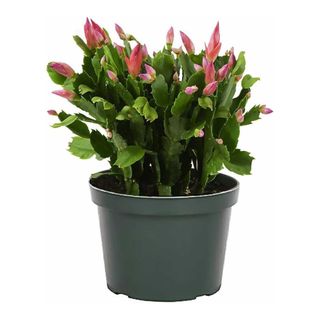 Christmas cactus from American Plant Exchange with pink buds in plastic pot