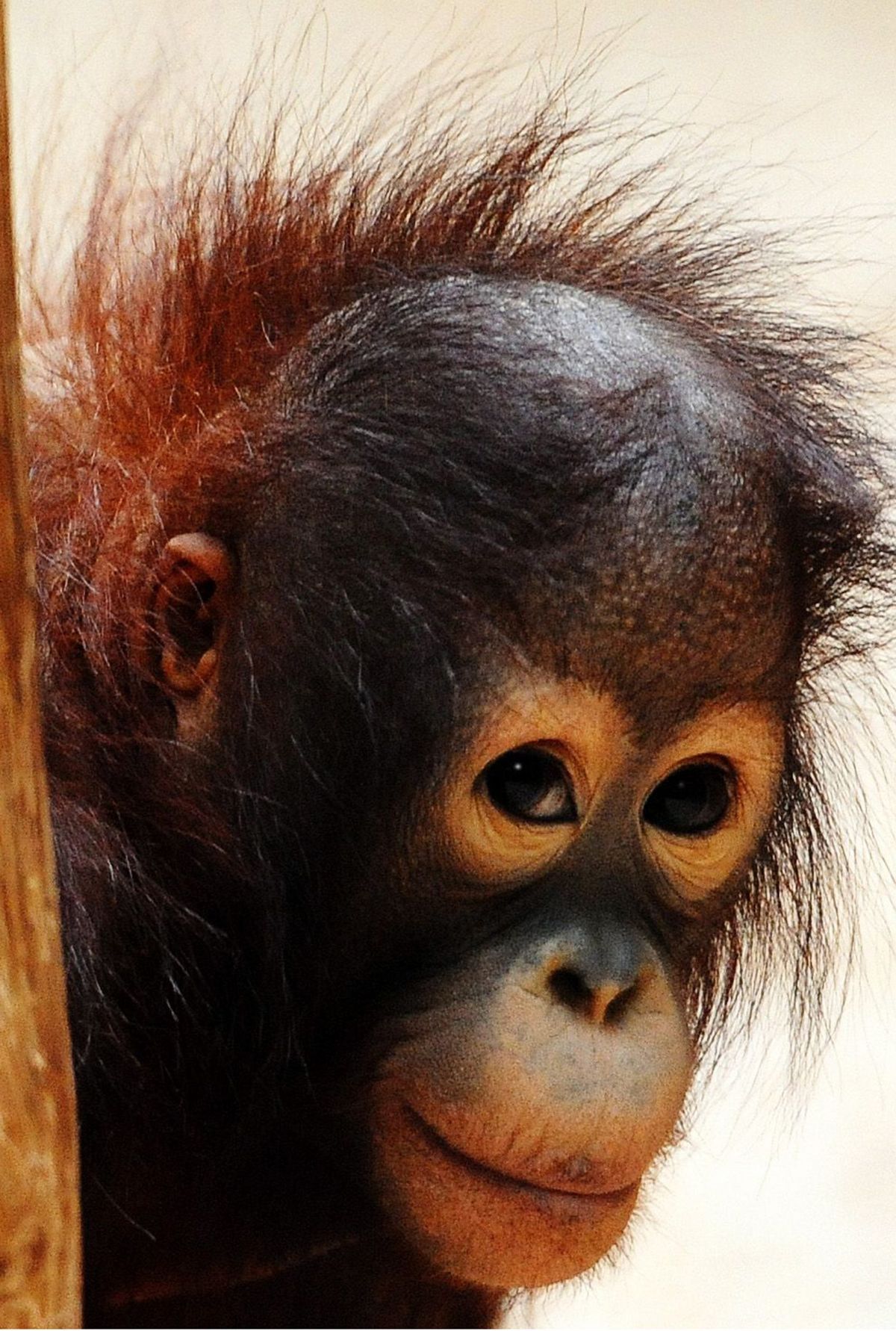 World's cutest baby orangutan looks into camera in Borneo - a