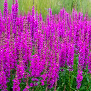 Purple loosestrife in a garden - R A Kearton - GettyImages-1409927810