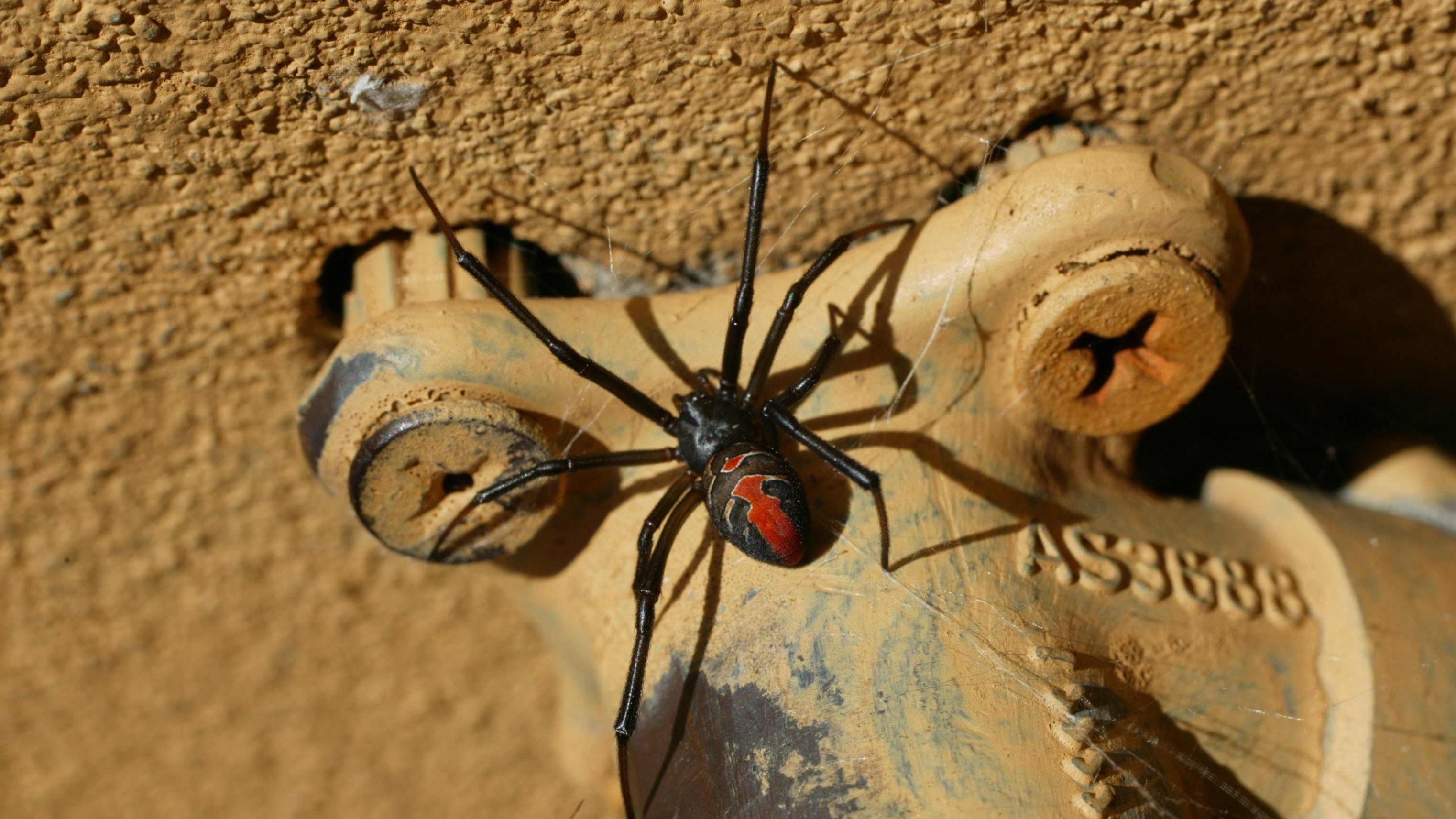 a redback spider on a backyard tap
