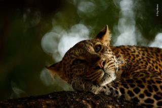  Lounging Leopard © Skye Meaker