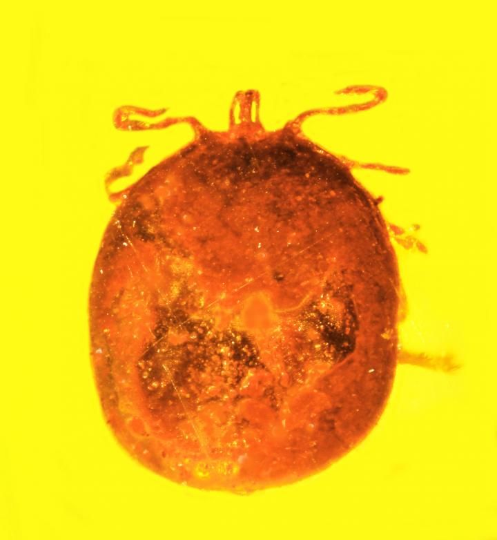 blood engorged tick in amber