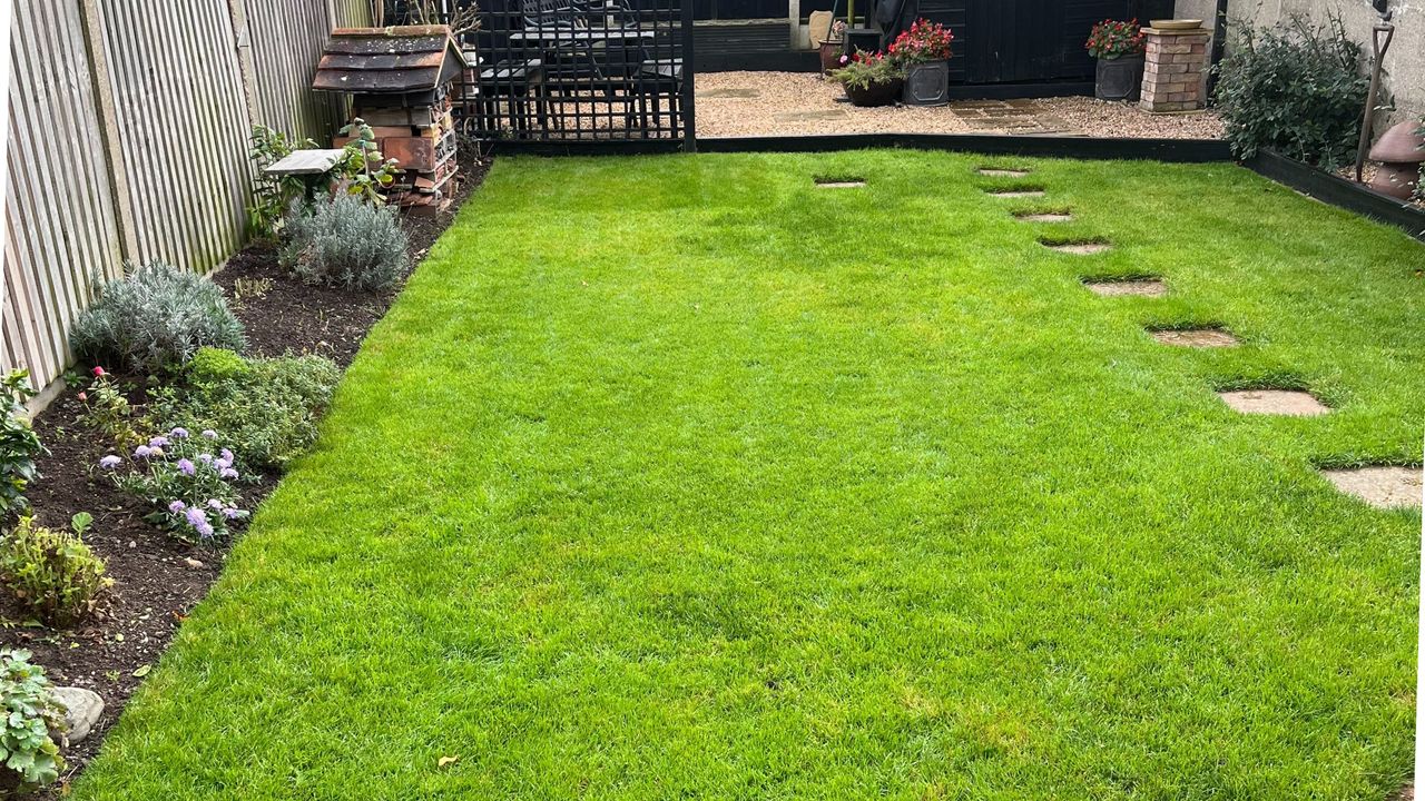 Green grass lawn after scarifying process in garden