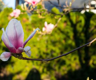 Magnolia virginiana (sweetbay magnolia)