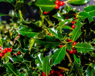 Holly bush with red berries