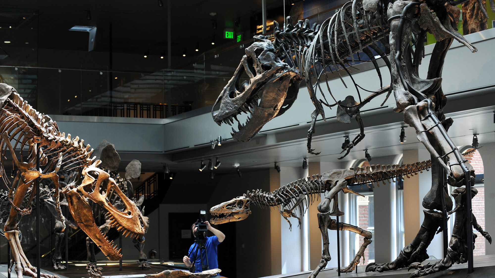 A Tyrannosaurus rex "Growth Series" featuring a baby (C), juvenile (L) and young adult T. rex (R), in the all-new 14,000 square foot Dinosaur Hall permanent exhibition at the Natural History Museum of Los Angeles.