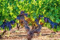 Old-vine Cannonau vine