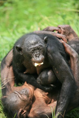 bonobos, homosexuality, natural behavior