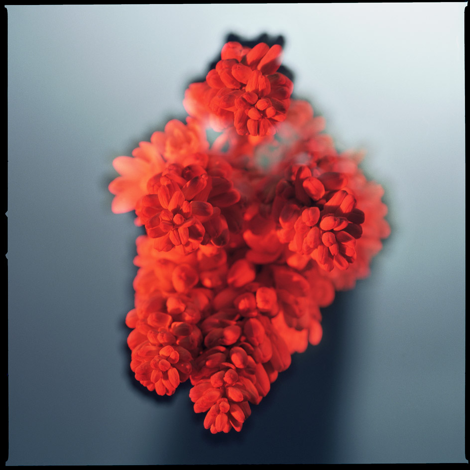 Red flower, grey background