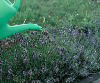 A green watering can waters lavender