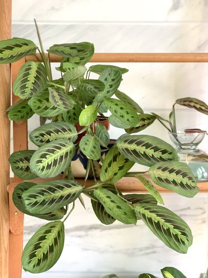 5 simple expert tips for how to care for prayer plants | Livingetc