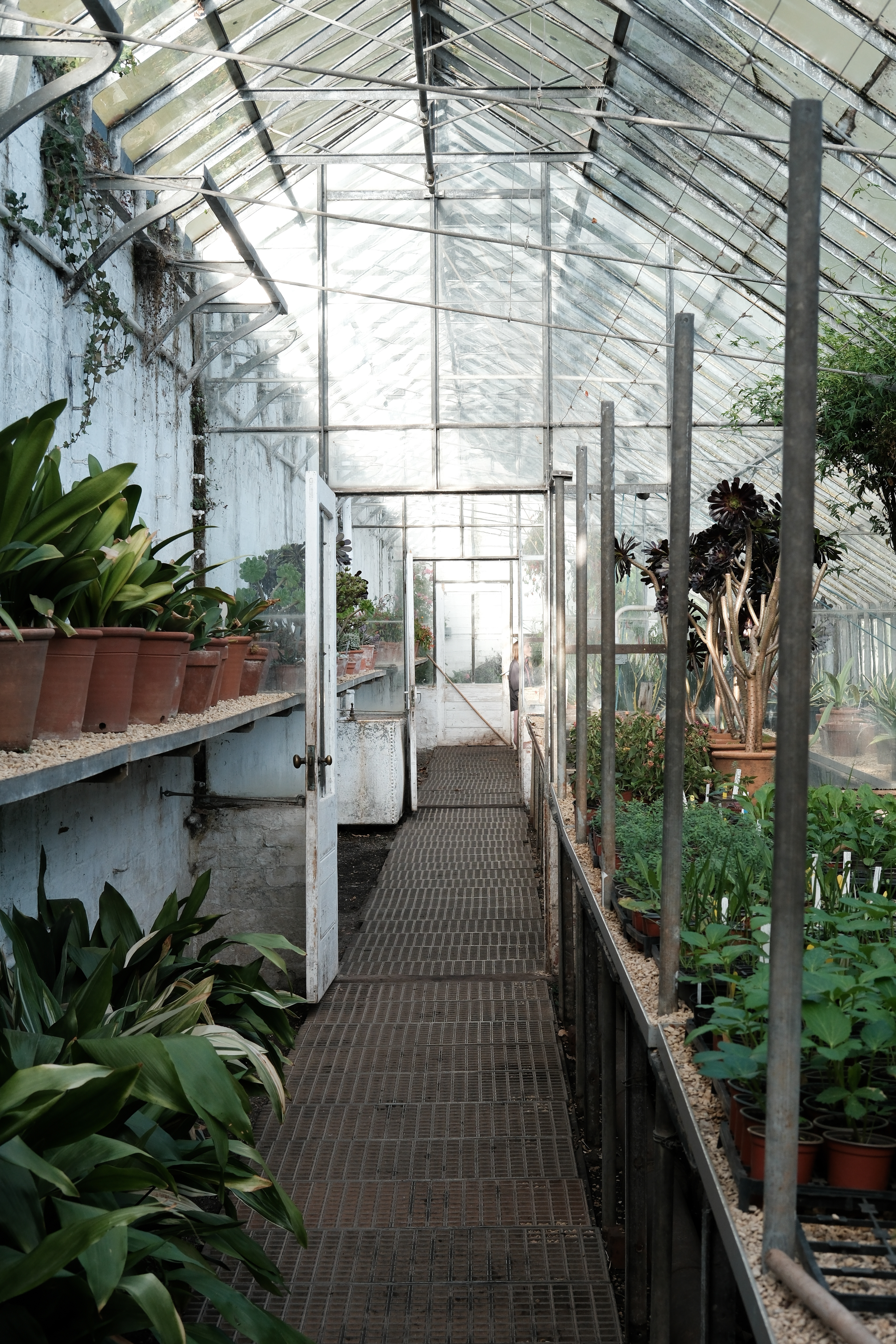 A photo of a greenhouse with many plants growing.