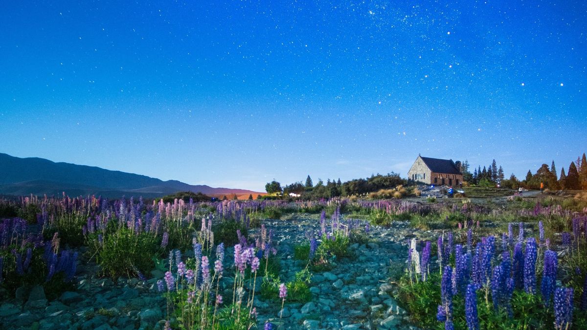 夜に咲く植物8選 ～月の庭にぴったりの花～