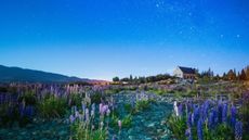 Milky Way and lupins field 