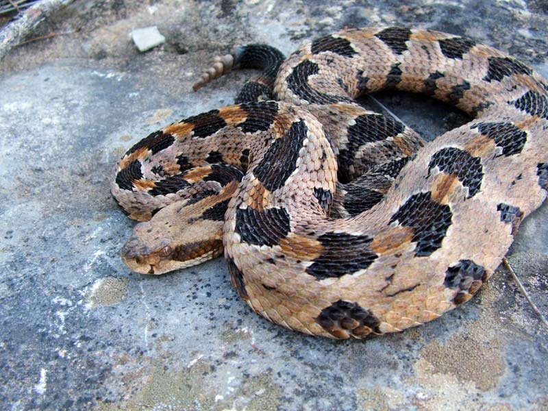 Coiled Timber Rattlesnake, Crotalus horridus