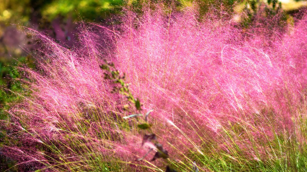 pink muhly grass growing in prairie garden