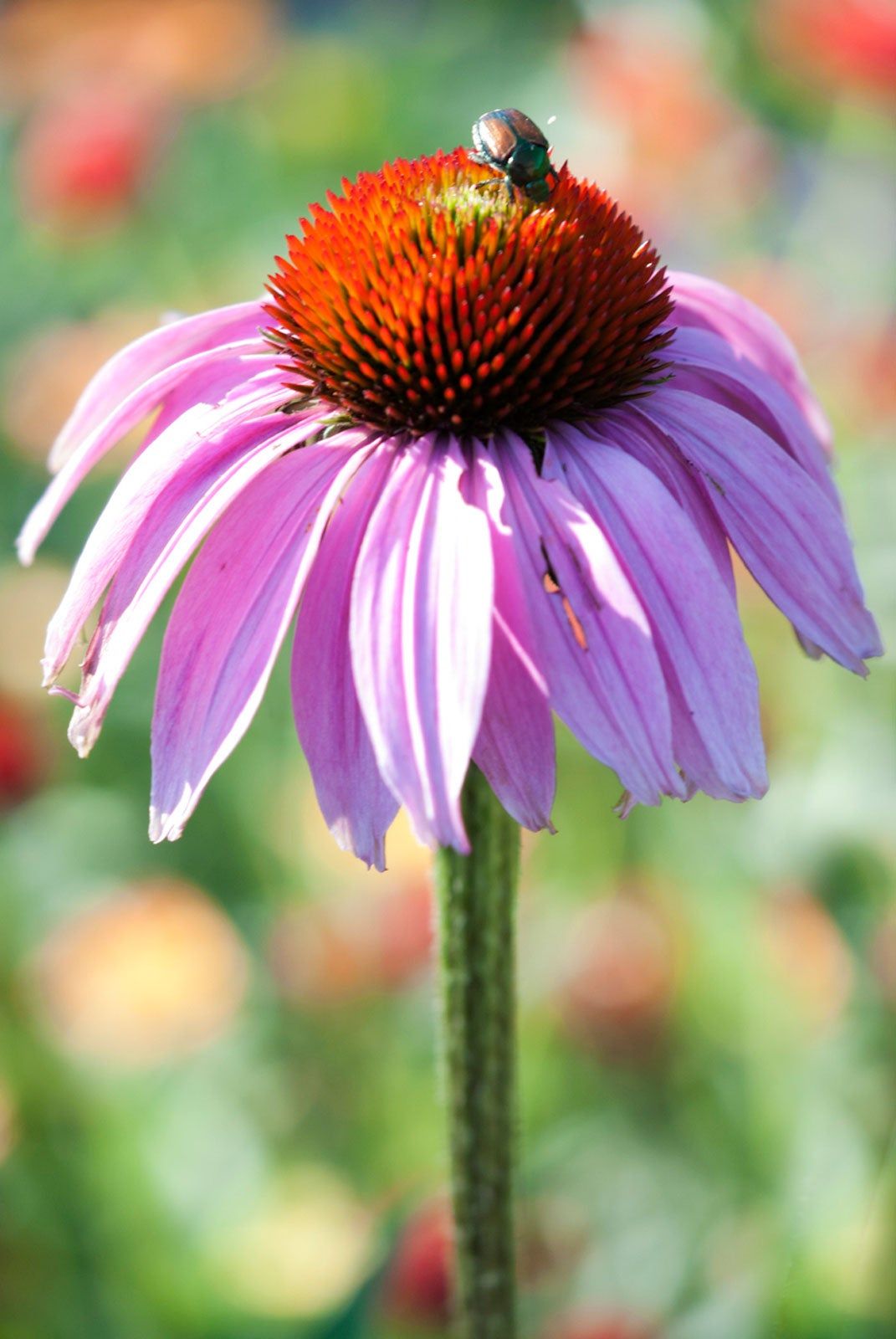 Insect On Coneflower