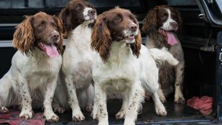 Four working springer spaniels in car trunk