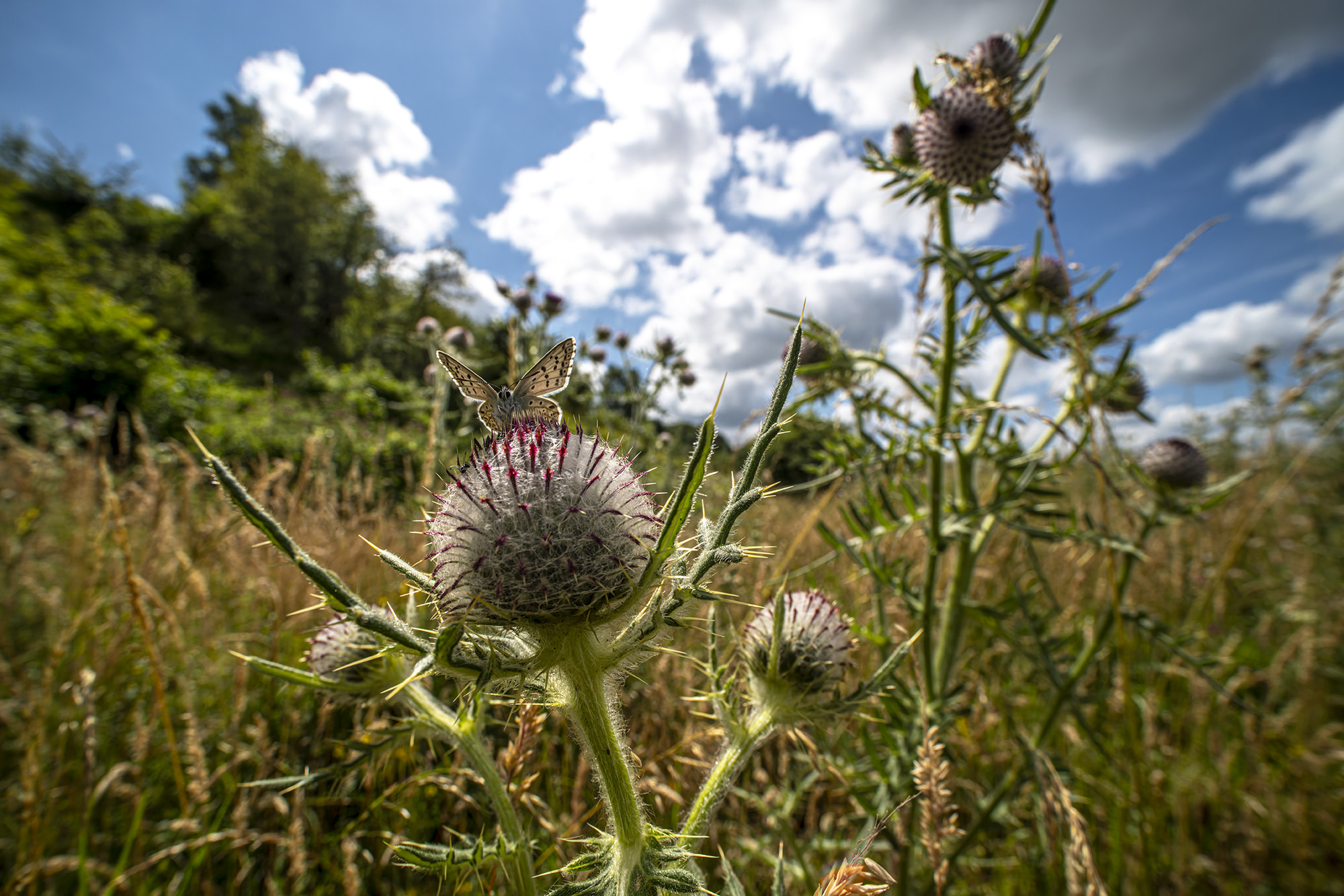 A close-up wide-angle image of a butterfly on a thistle with a grassy field and cloudy blue sky in the background