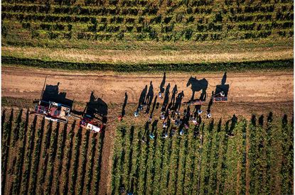 Thierry Gaudill&egrave;re's photograph of tableau scene of harvest in Volnay, winner of Errazuriz Wine Photographer of Year 2024 award