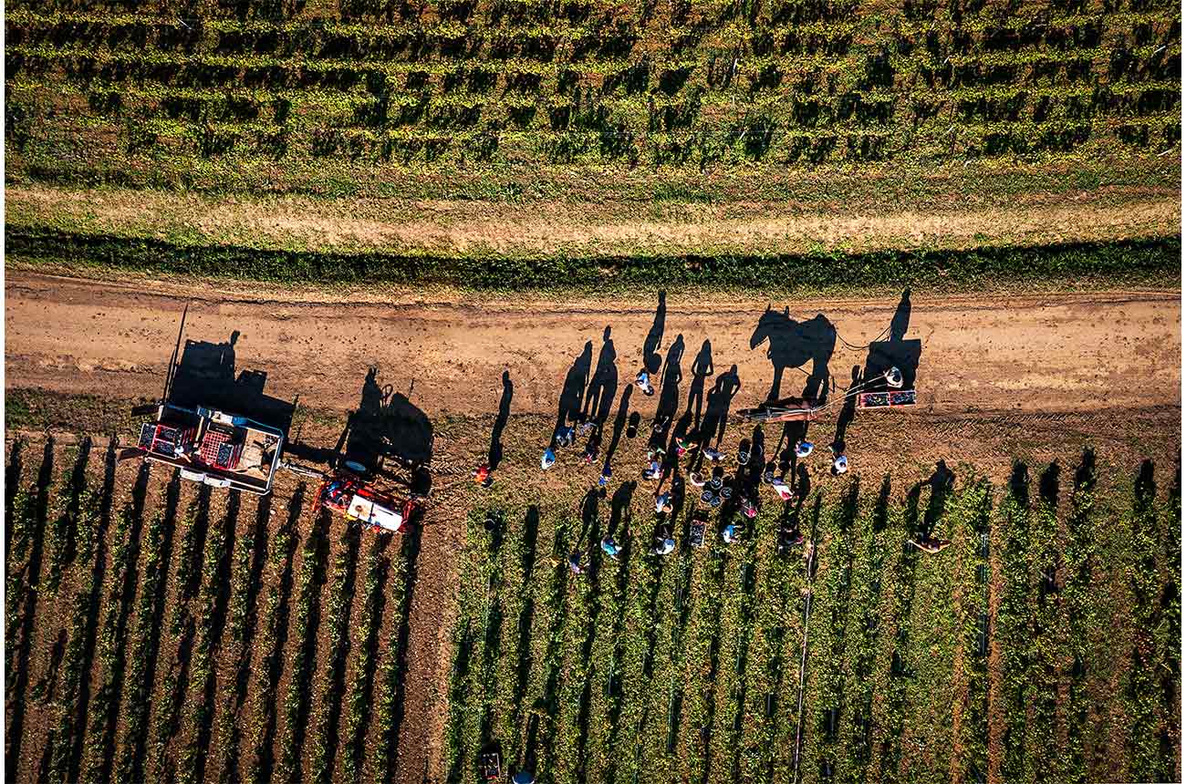 Thierry Gaudill&egrave;re's photograph of tableau scene of harvest in Volnay, winner of Errazuriz Wine Photographer of Year 2024 award