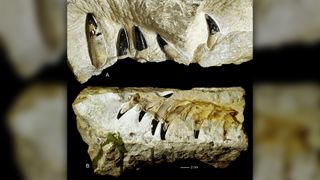 Pliosaurid jaws and teeth from the Krzyżanowice site, at the Holy Cross Mountains in Poland.