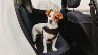 types of dog harnesses