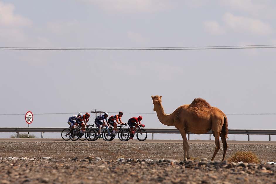A camel watches on as the breakaway go by