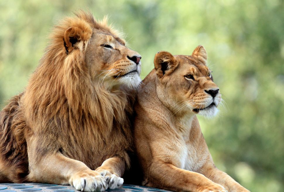 Lions: The Uniquely Social 'King of the Jungle'