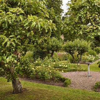 harvest and prune fruit trees
