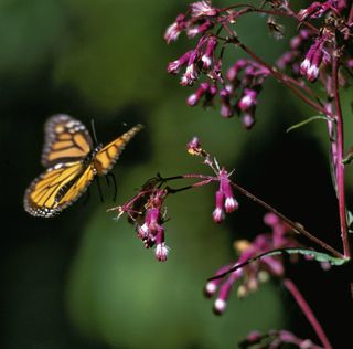 monarch butterfly photos, monarch butterfly pictures, monarch butterfly population, monarch butterfly declines, monarchs in mexico, butterflies, monarch hibernation, where monarch butterflies go in winter
