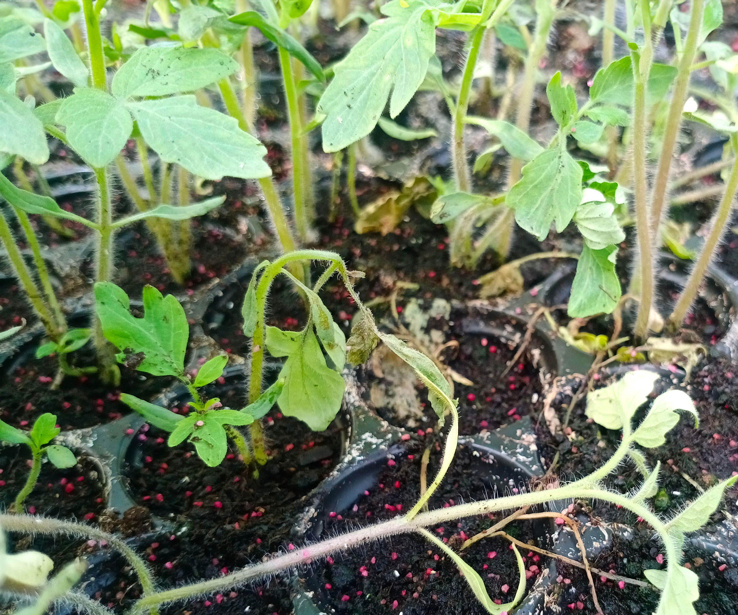 tomato seedlings showing signs of damping off