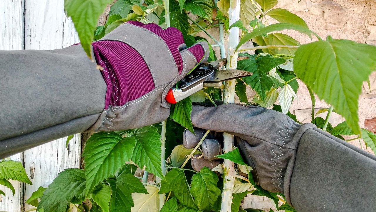 Magid Professional Rose Pruning Thorn Proof Gardening Gloves