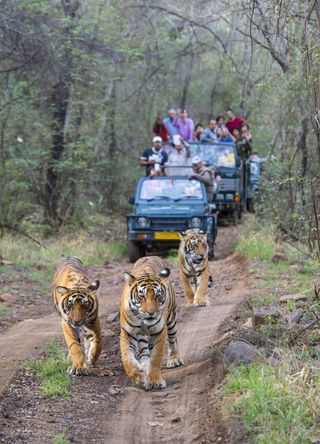 Sasan Gir National Park, India