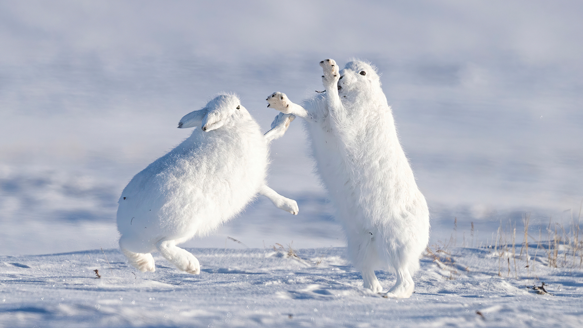 Two white hares playfully engage in a snowy landscape, one standing on its hind legs and the other leaping